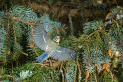 AHI-2023-06-02-16-16-27