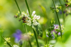 AHI-2023-06-11-14-11-03