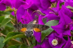 AHI-2023-07-31-18-39-32-2