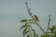 AHI-2023-07-18-18-08-07-1