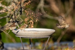 AHI-2024-02-25-09-06-59