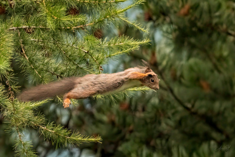 In the air - flying squirrel