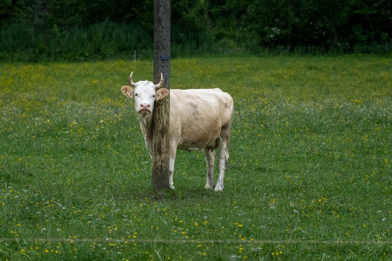AHI-2026-06-05-Lenk-14-15-36-0017