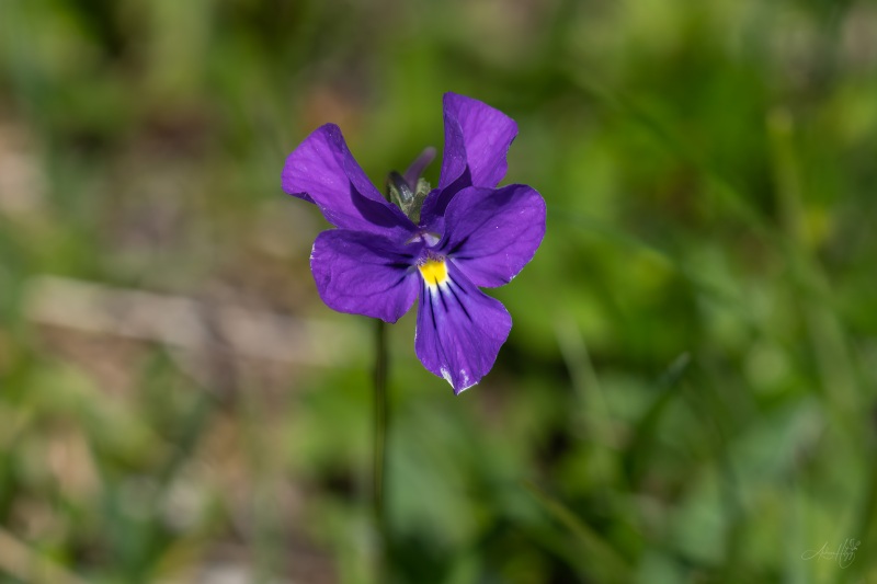 AHI-2026-06-06-Lenk-12-37-30-0024