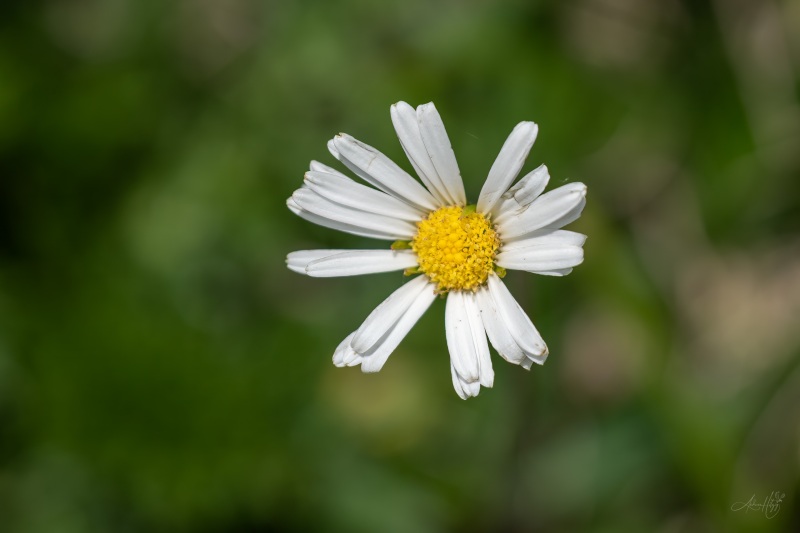 AHI-2026-06-06-Lenk-12-37-34-0025