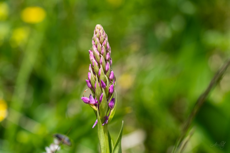 AHI-2026-06-06-Lenk-12-48-19-0029