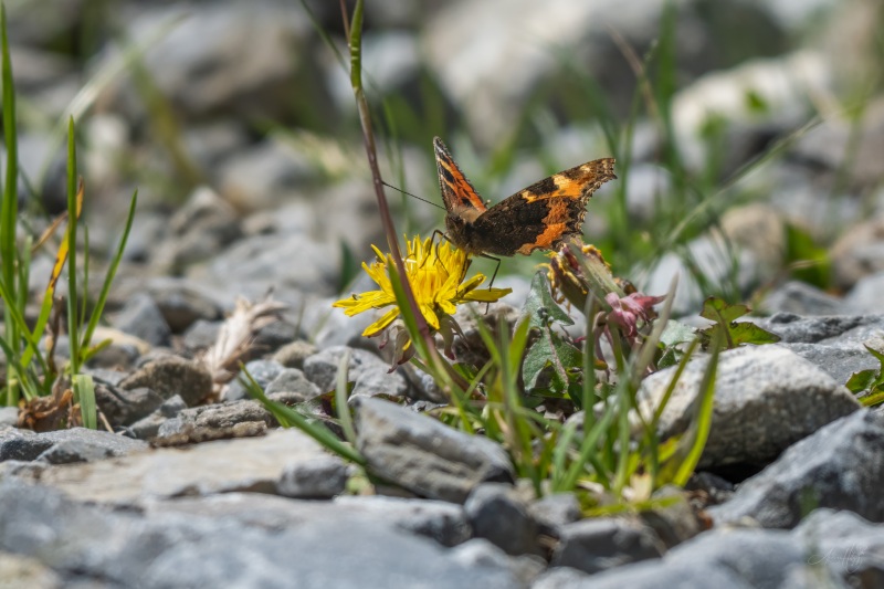 AHI-2026-06-06-Lenk-13-34-24-0032