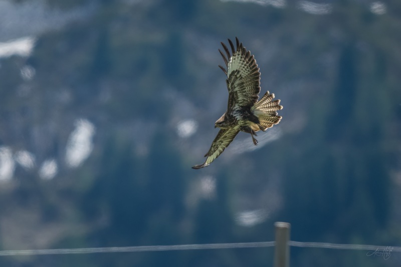 AHI-2026-06-06-Lenk-14-20-22-0034