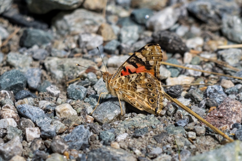 AHI-2026-08-29-Grimentz-12-15-14-0004