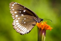 AHI-2010-10-01-09-27-59