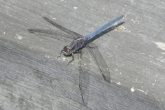 AHI-2010-10-01-09-56-23