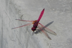AHI-2010-10-01-09-59-23