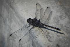 AHI-2010-10-01-10-01-19