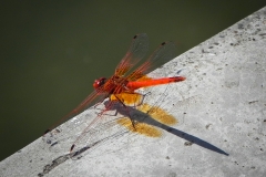 AHI-2010-10-01-10-03-24