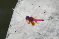 AHI-2010-10-04-10-29-59