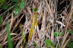 AHI-2010-10-04-10-34-23