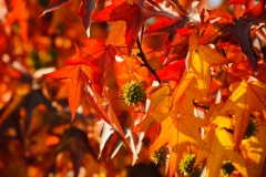 AHI-2011-10-30-13-29-20