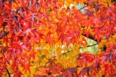 AHI-2011-10-30-13-33-41