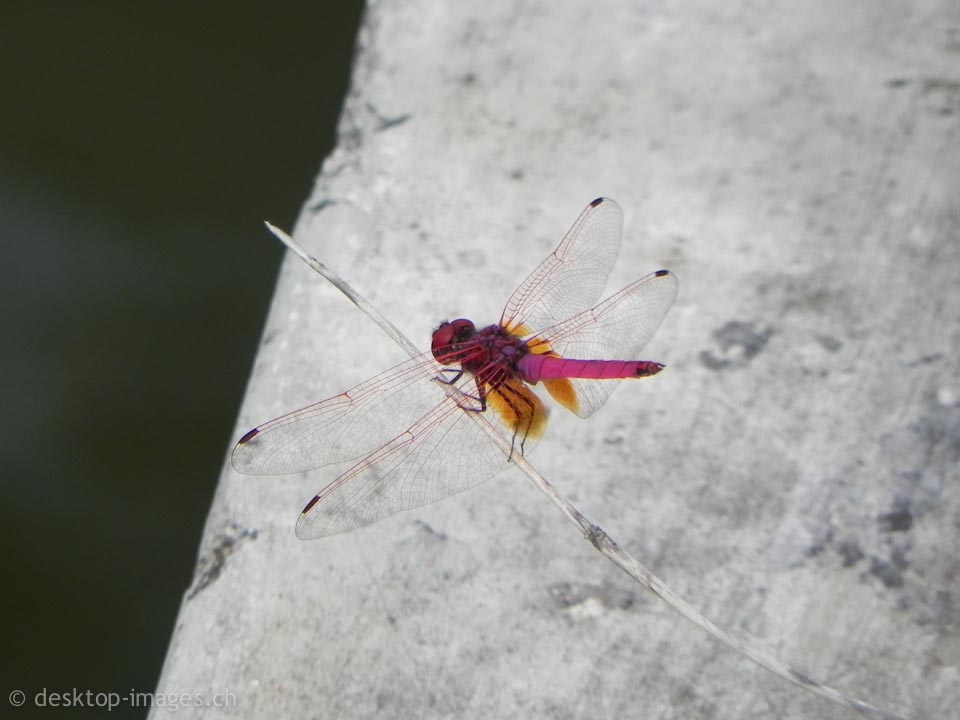Dragon Fly
