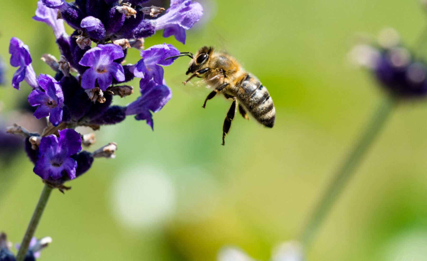 2014-07-06 Bee activity