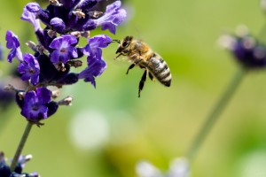 2014-07-06 Bee activity