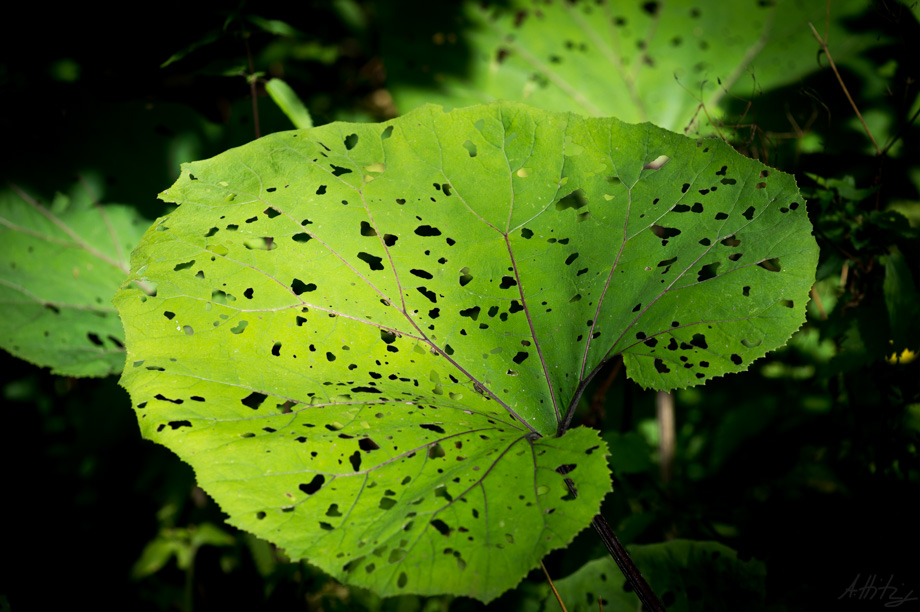 2015-08-13 Images from the forest