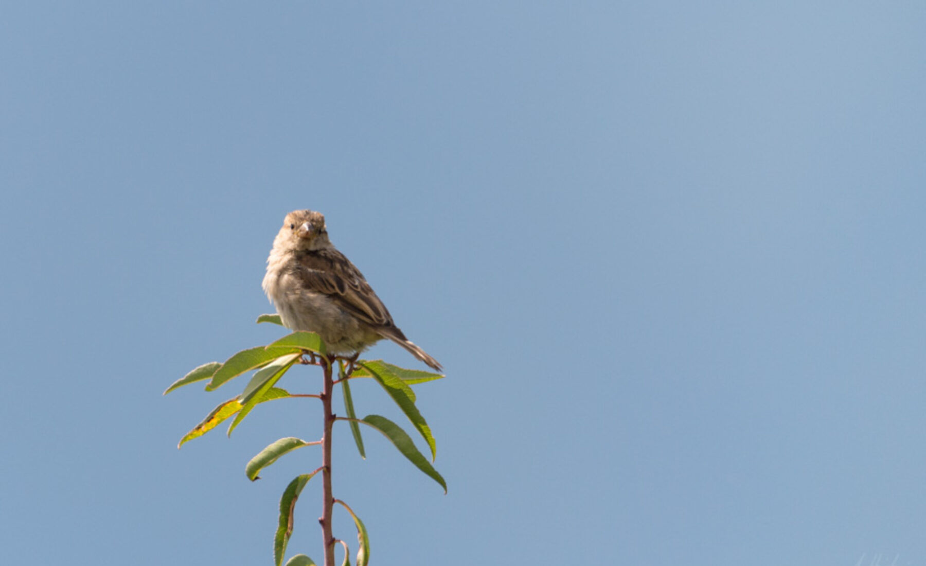 2015-09-08 Sparrows