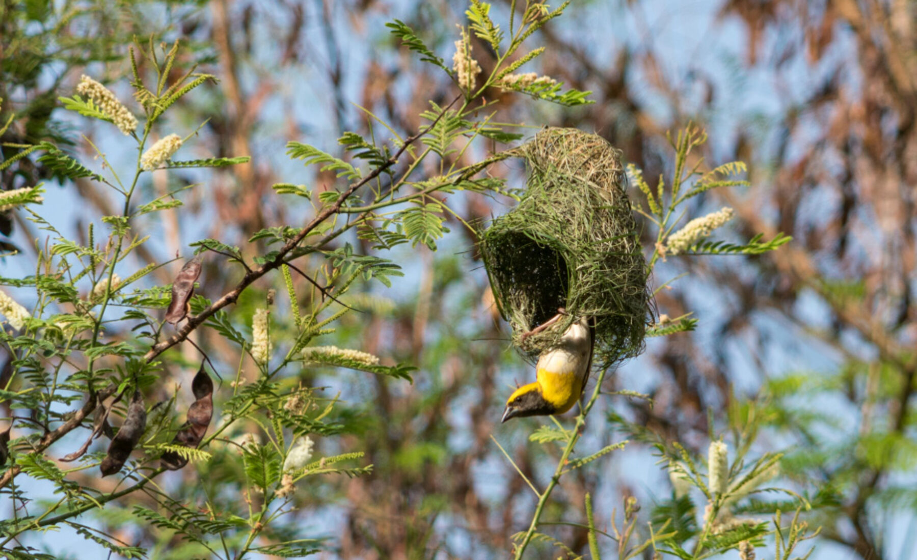 2016-06-16 Weaver birds building their nest