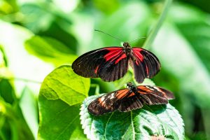 2016-06-29 Butterfly house Vienna