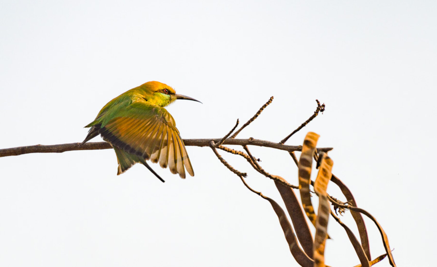 2017-02-09 Bee Eater