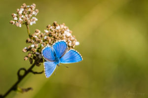 2017-09-08 Butterflies and insects