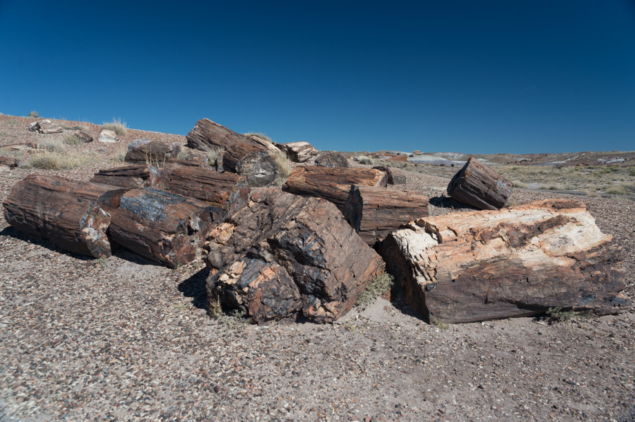 2014-08-31 Petrified Forest