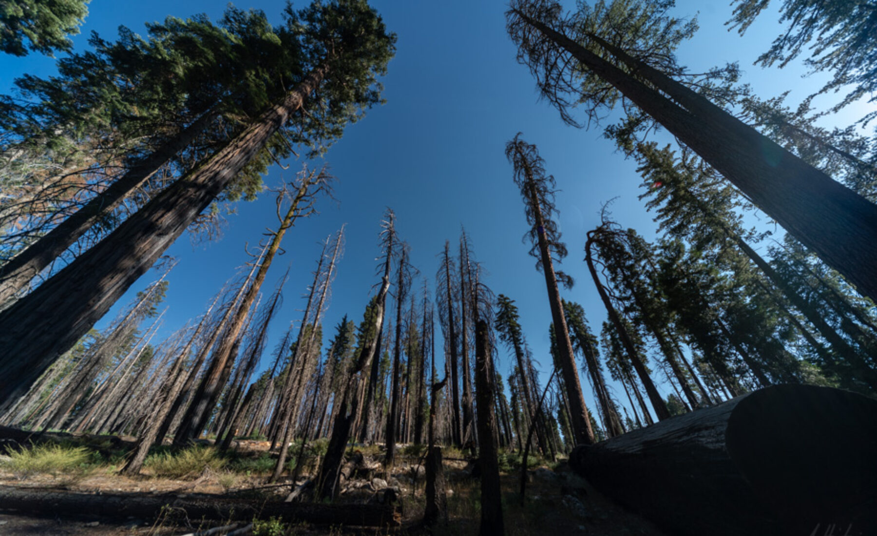 2014-09-10 Giant Sequoia of Yosemite