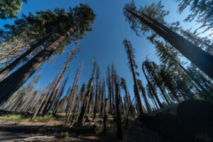2014-09-10 Giant Sequoia of Yosemite