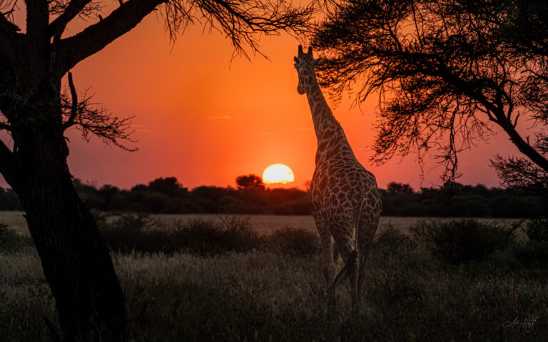 2018-04-30 and 2019-05-01 Kalahari Plains arrival and day 1