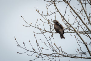 2018-03-25 Birds in the Chablais