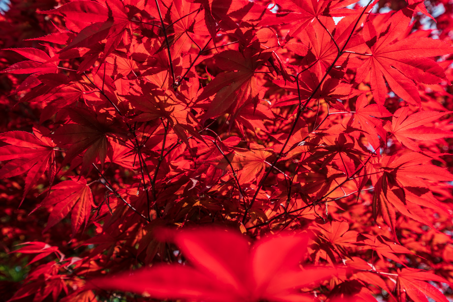 2018-04-28 Garden Colours