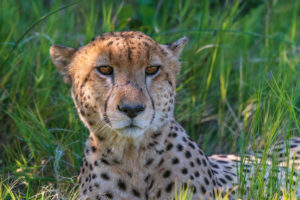 2018-10-10 Wildlife images from Botswana and Zimbabwe