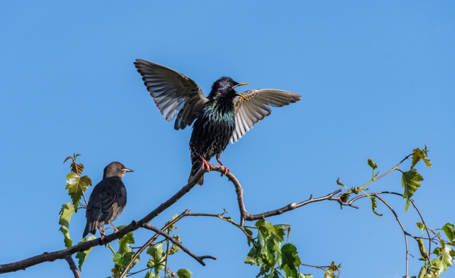 2018-05-24 Starlings