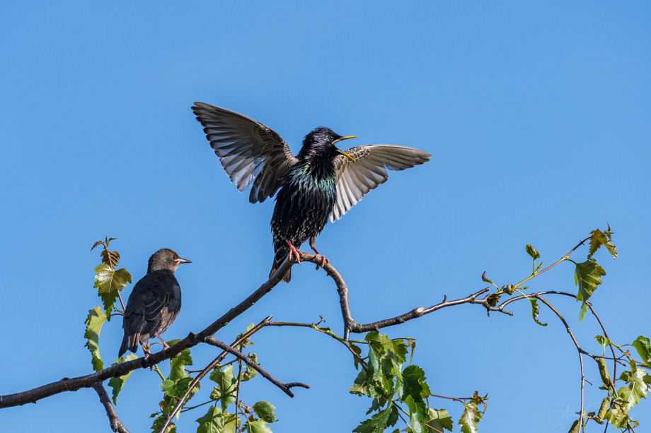 2018-05-24 Starlings