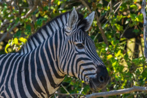 2018-12-04 Zebra