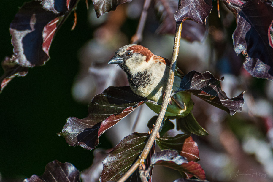 2019-06-09 Sparrows