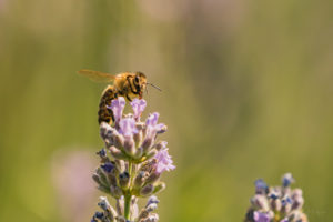 2019-07-19 Lavendel Insects