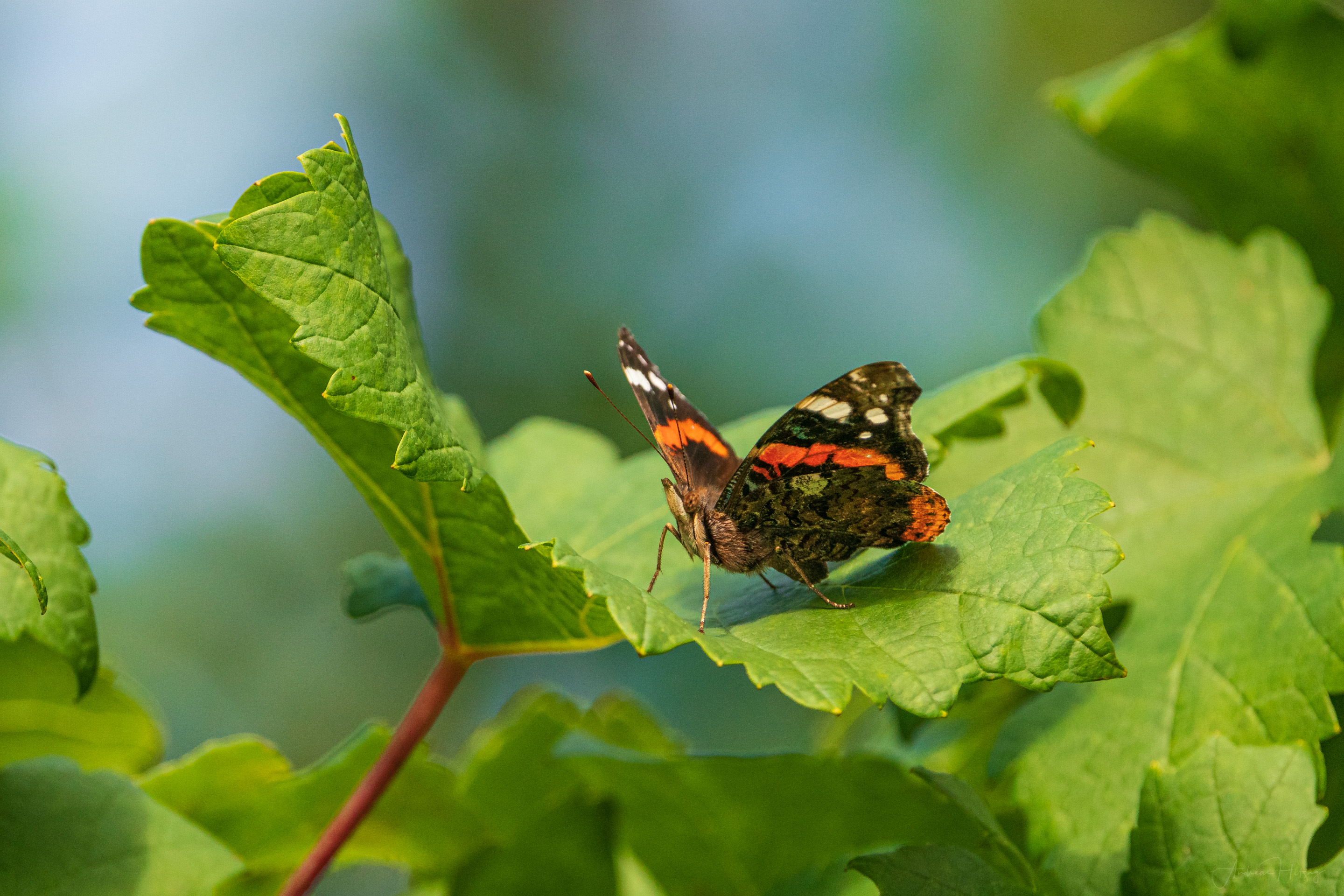2019-08-15 One evening in the garden