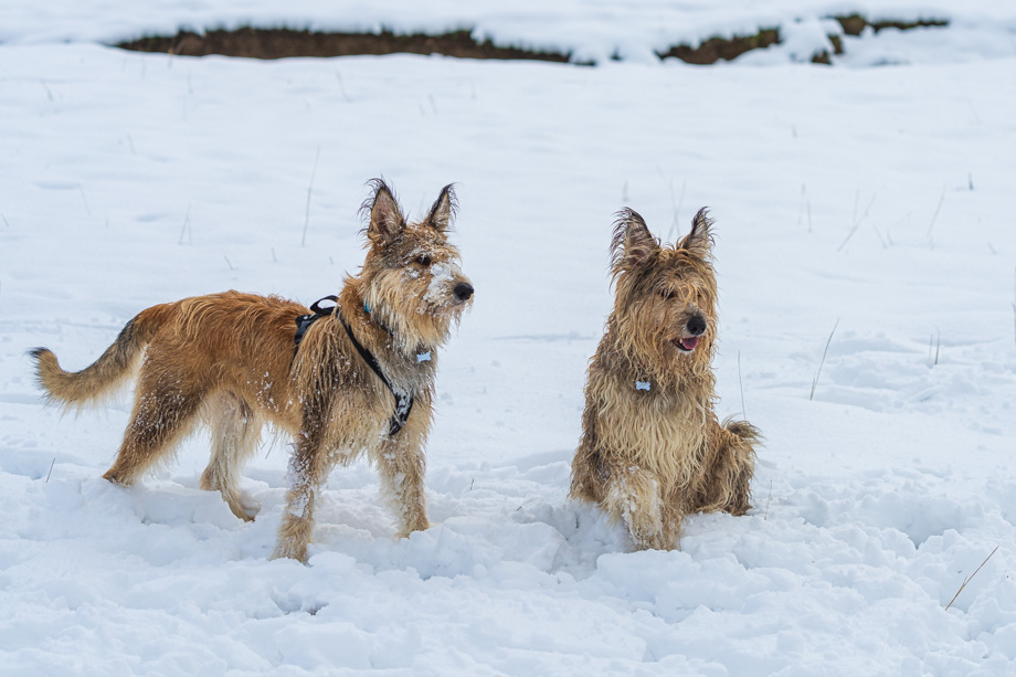2019-11-10 Fun with the first snow