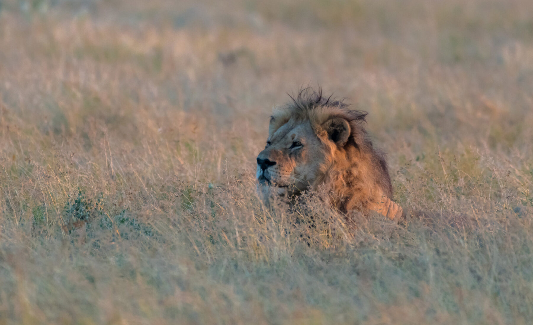 2019-05-02 Kalahari Plains day 2