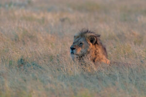 2019-05-02 Kalahari Plains day 2