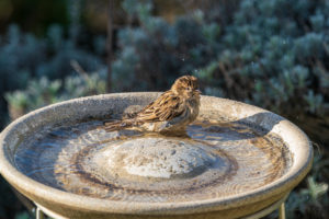 2020-02-09 Gardenbirds