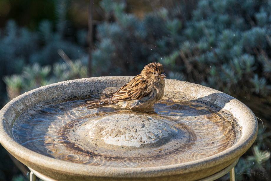2020-02-09 Gardenbirds
