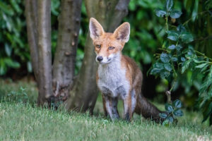 2020-08-15 A visiting fox
